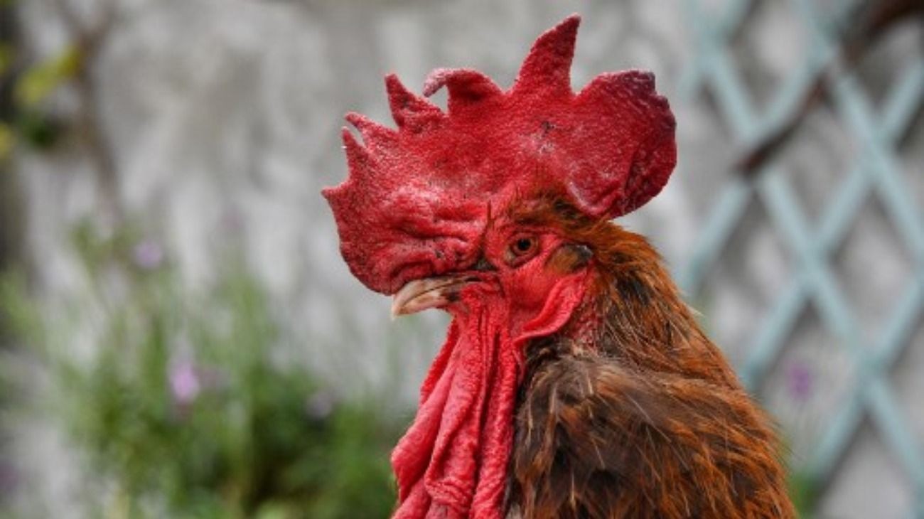 Multaron a un hombre con 40.000 pesos por el canto de su gallo en Coronel Pringles | Actualidad