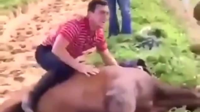 Video de terror: un jockey y su entrenador saltaron y se sacaron fotos sobre un caballo muerto | Internacionales