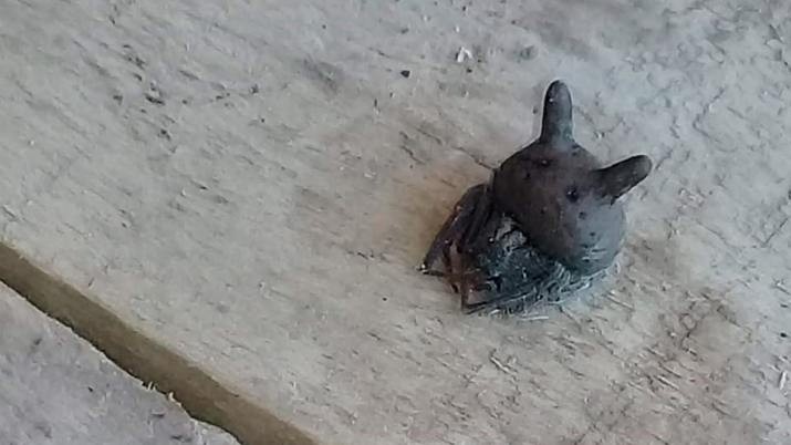 Video terrorífico: apareció una araña "cabeza de gato" en el patio de una casa | Actualidad