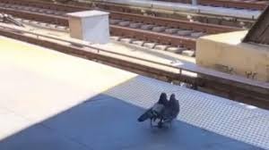 Video de TikTok: las dos palomas que empujan a otra a las vías del subte de Nueva York | Curiosidades