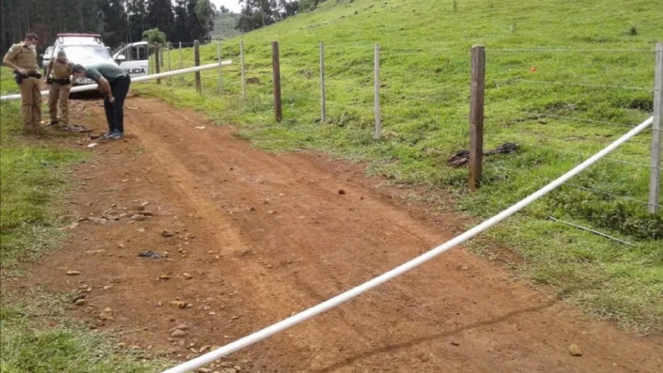 Murió un hombre al ser atacado por una manada de perros pitbull | Internacionales