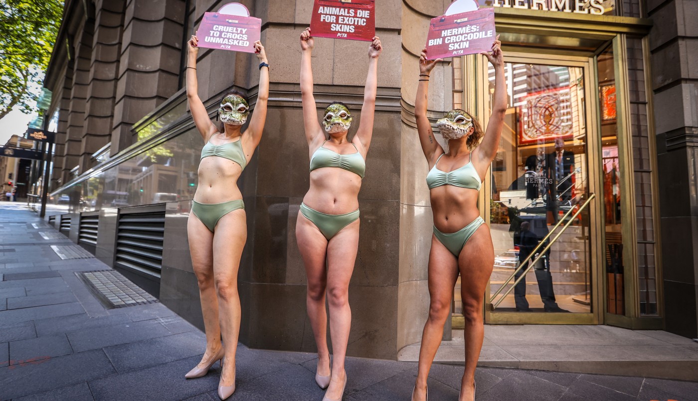 En Australia empresas de artículos de lujo crían cocodrilos para producir carteras | Internacionales