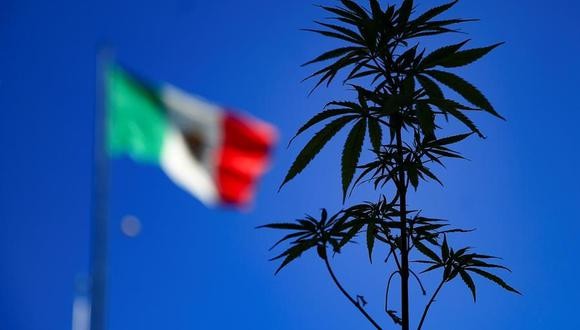 México aprobó en Diputados el consumo lúdico de la marihuana | Internacionales