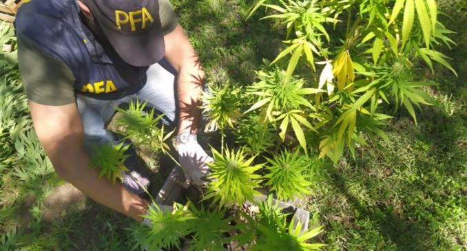 El Durazno, con pelusa canábica: hallaron una plantación de 20 hectáreas de marihuana | Córdoba