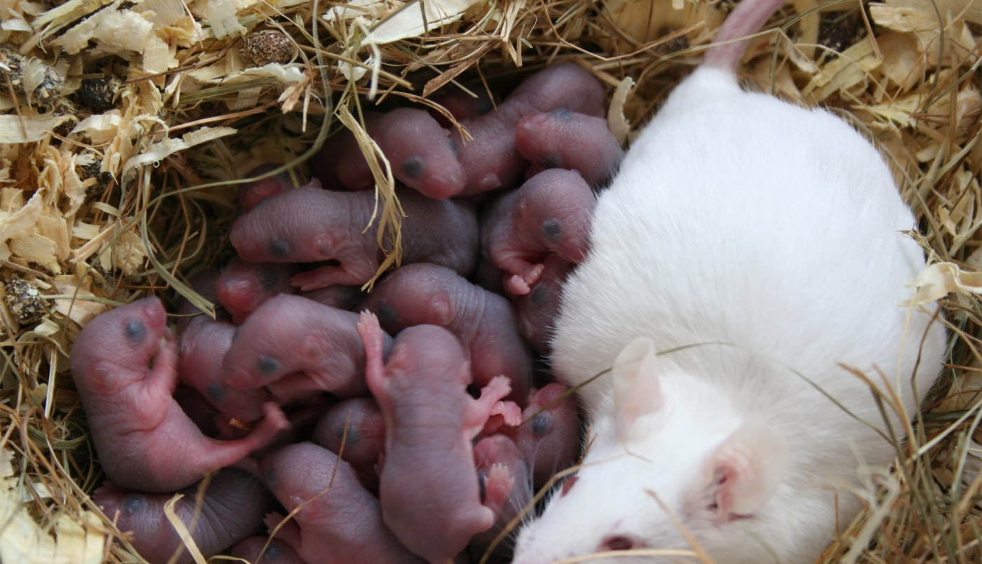 Desalojaron a miles de ratas de una isla | Internacionales