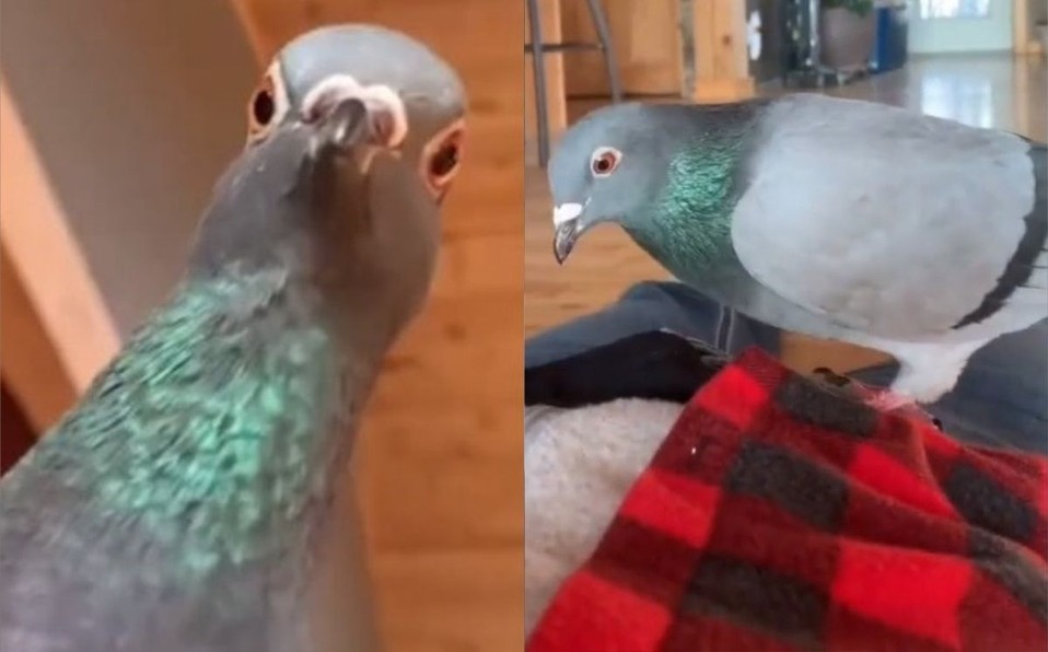 Video: la reacción de una paloma cuando su dueña finge que está muerta | Curiosidades