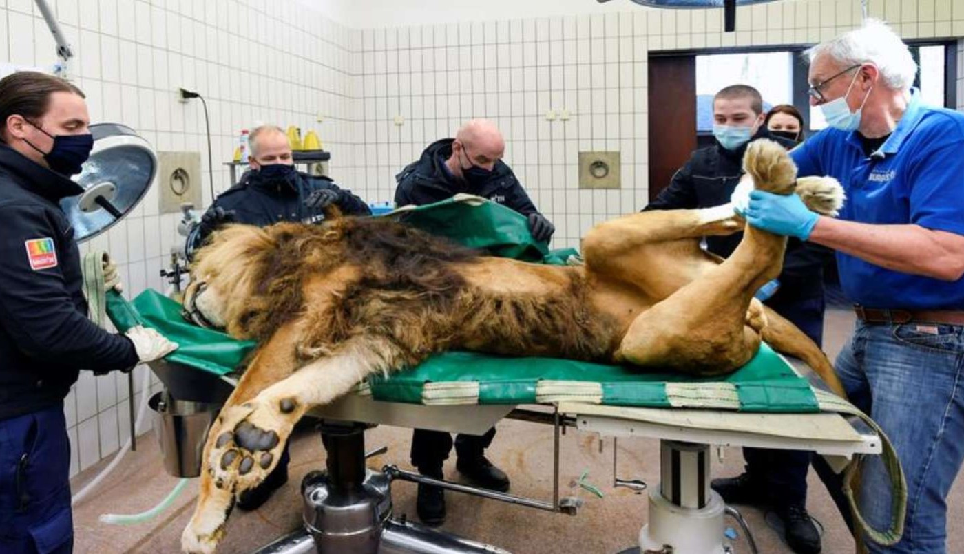 Un león embarazó a 2 leonas, tuvo 5 cachorros en un zoo y le hicieron una vasectomía | Internacionales