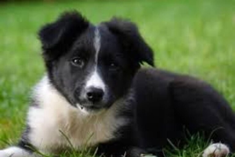 Pagó 1.400 dólares por un cachorro de border collie y murió 6 horas después | Internacionales