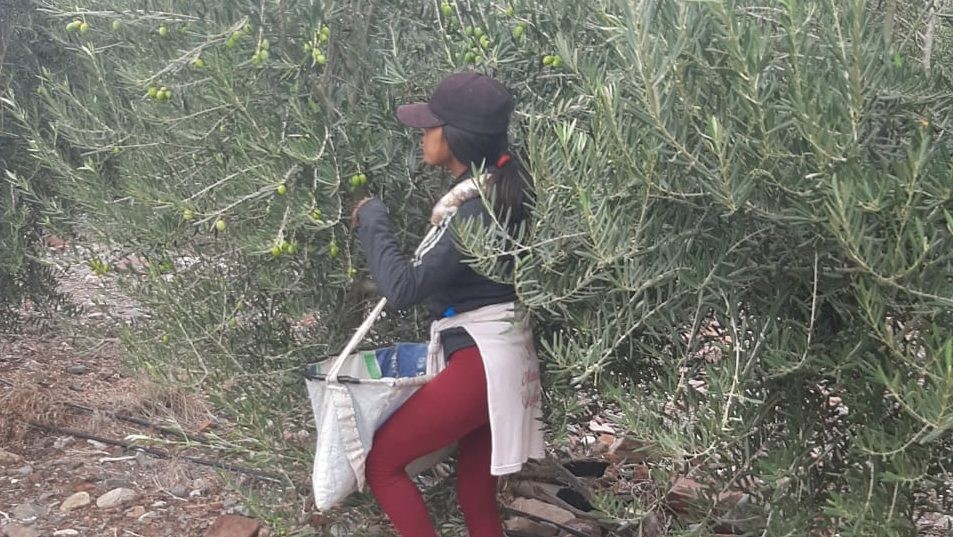 Rescataron a más de 100 trabajadores rurales "en condiciones infrahumanas" | Actualidad