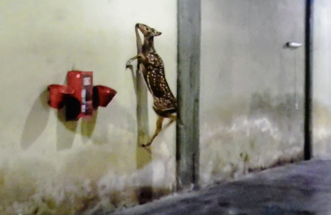 De película: apareció un ciervo en una cochera | Telefe Noticias