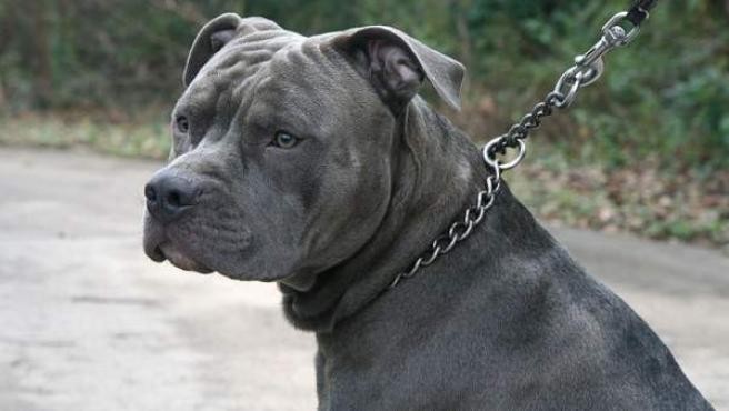 Atacado por los dos pitbulls de su vecino murió un nene de 3 años | Internacionales