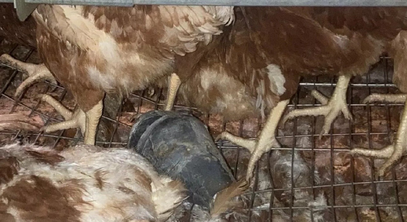 Tanque de guerra dispara por error contra una granja de pollos en Italia | Internacionales