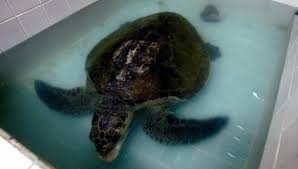 Nueve chicos y diez adultos murieron intoxicados por comerse una tortuga marina | Internacionales