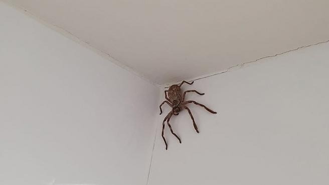 La sorpresa de una mujer que encontró una araña cazadora en el baño | Internacionales