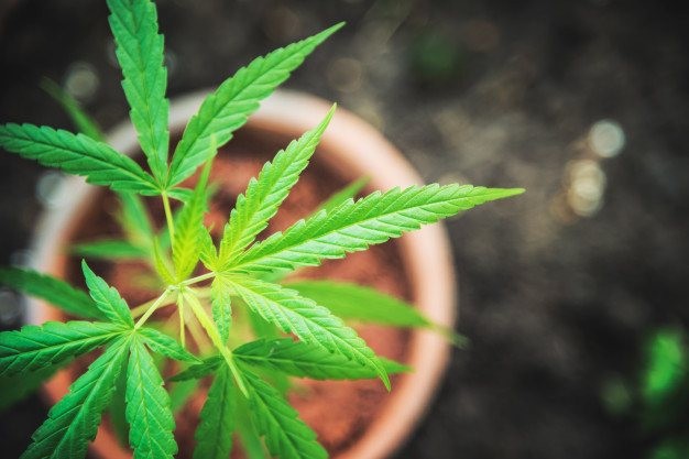 Lo asesinaron cuando escapaba tras robar una planta de marihuana en una casa | Actualidad