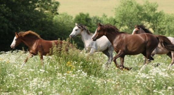 Mejora una nena herida tras ser atropellada por caballos en Villa Dolores | Córdoba
