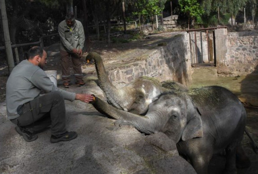 Preparan el traslado de dos elefantes del Ecoparque mendocino a un santuario de Brasil | Actualidad