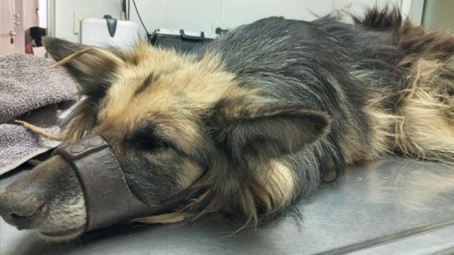 Le cortó la cola a su perra con un machete y la arrastró con el auto: "Pensaba tirarla" | Actualidad