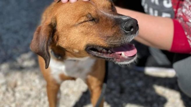 "Demasiado trabajo": tras un día, devolvieron al perro que habían adoptado | Internacionales