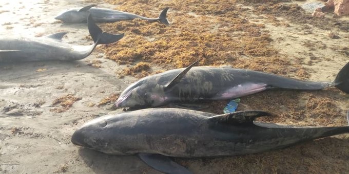 Hallaron 60 delfines muertos en tres playas de Ghana: sin pistas sobre las causas | Internacionales