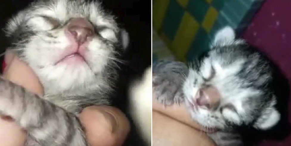 "Gatoperro": es una cruza y sus dueños no saben a qué raza pertenece | Curiosidades