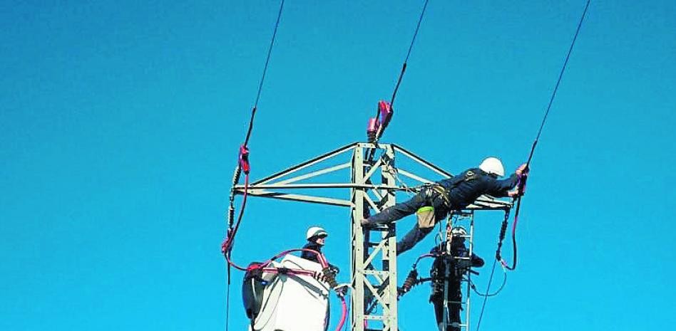 "Trampa mortal": demandan a empresa energética por cientos de pájaros electrocutados | Internacionales