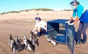 Doce pingüinos rescatados en la costa atlántica fueron devueltos al mar por ambientalistas | Internacionales