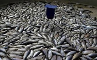 Más de cuatro mil toneladas de salmones muertos en el sur de Chile por algas nocivas | Internacionales