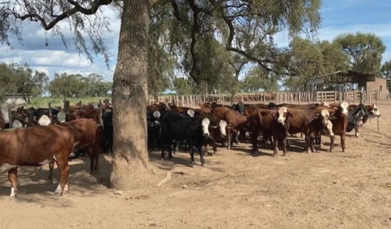 Apuntan a José Alperovich por el robo de ganado en Santiago del Estero | Política y economía