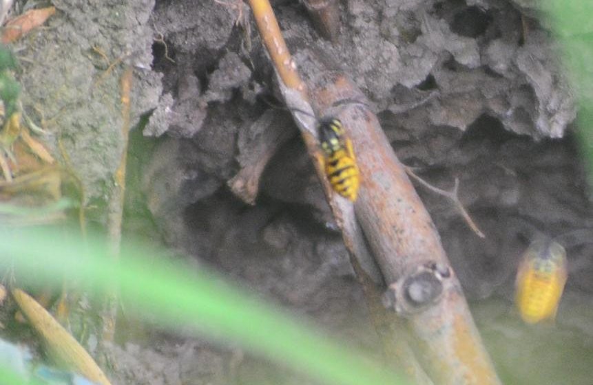 Preocupación en Viedma por el ataque de avispas amarillas | Actualidad