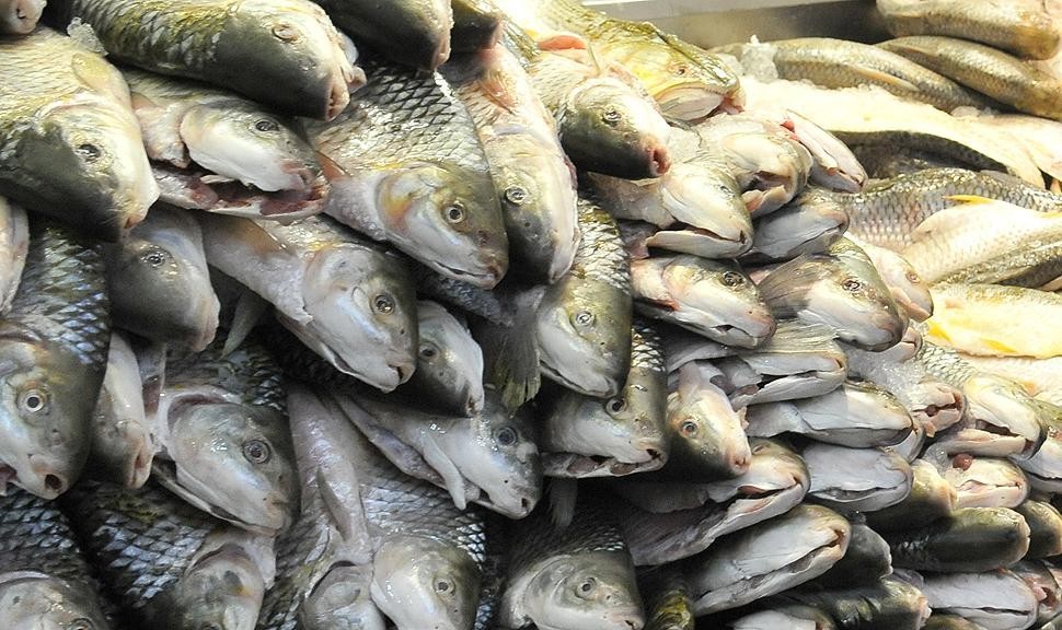 Detectan residuos de 42 fármacos en peces que se consumen en Córdoba | Córdoba