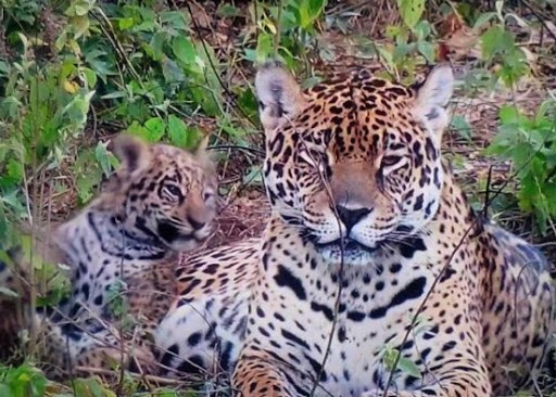 Reintroducen a tres yaguaretés a su hábitat natural del Parque Nacional Iberá | Actualidad