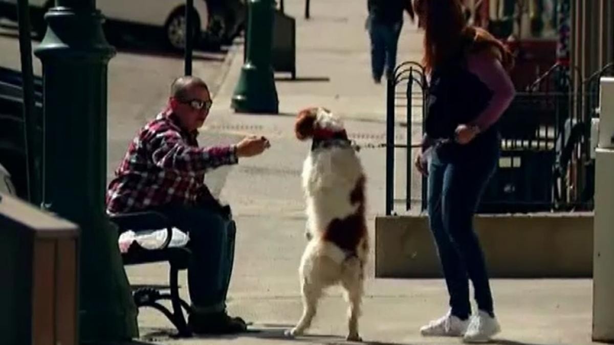 Video: el perro que aprendió a caminar como los humanos tras ser atropellado | Internacionales