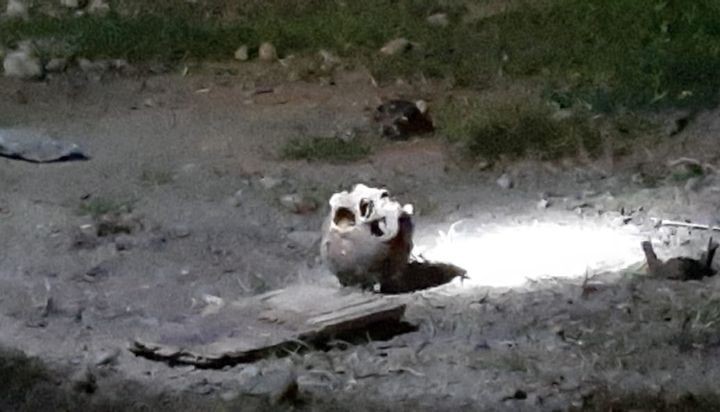 Misterio en Jujuy: construían una escuela y hallaron un cráneo en las excavaciones | Actualidad