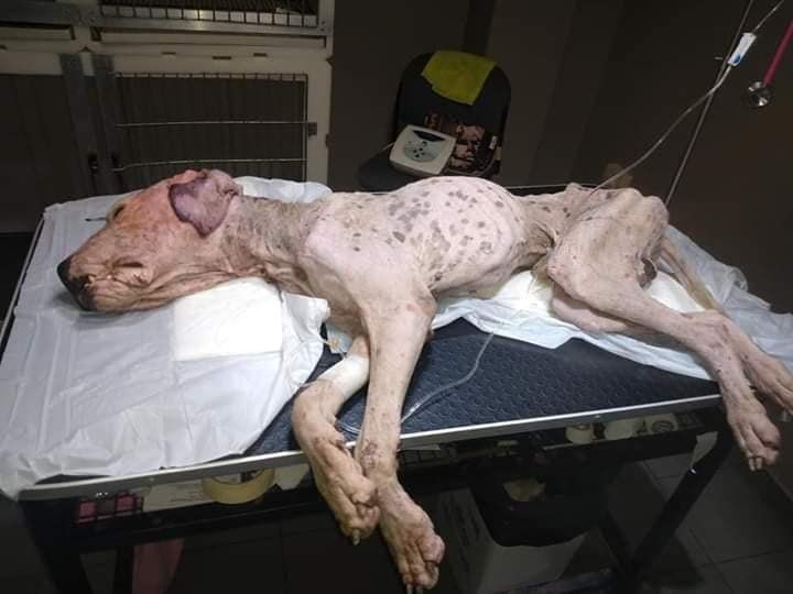 Jujuy: buscan que se reconozca a los animales como "seres sintientes" | Actualidad