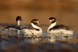 Un argentino nominado a los "Oscar verdes" en Reino Unido | Actualidad