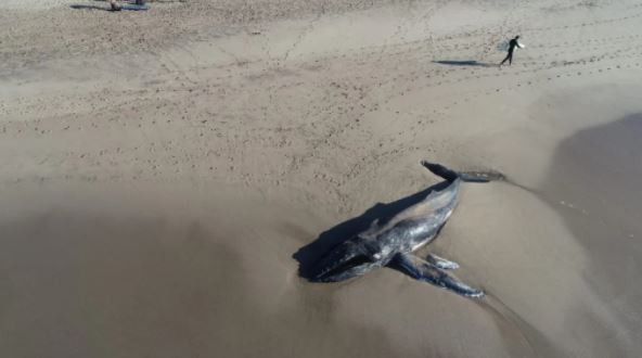 Una ballena apareció muerta en el sur de Mar del Plata | Actualidad
