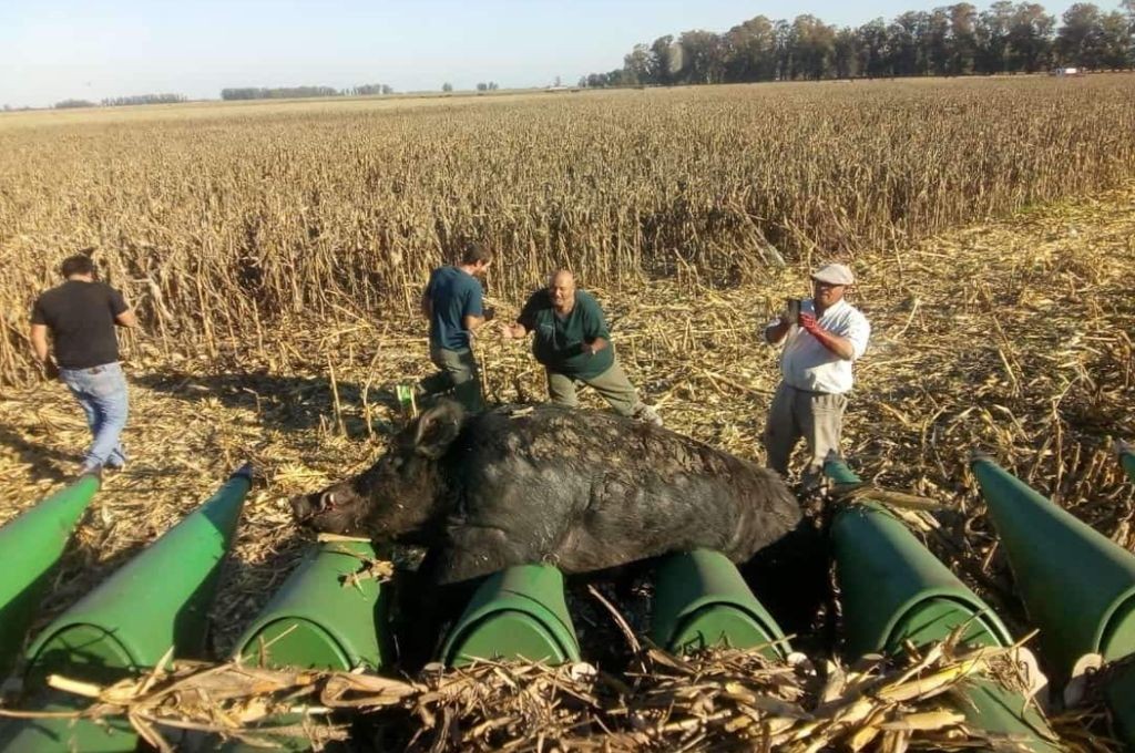 Cosechaban maíz y los sorprendió un enorme jabalí de 270 kilos | Actualidad
