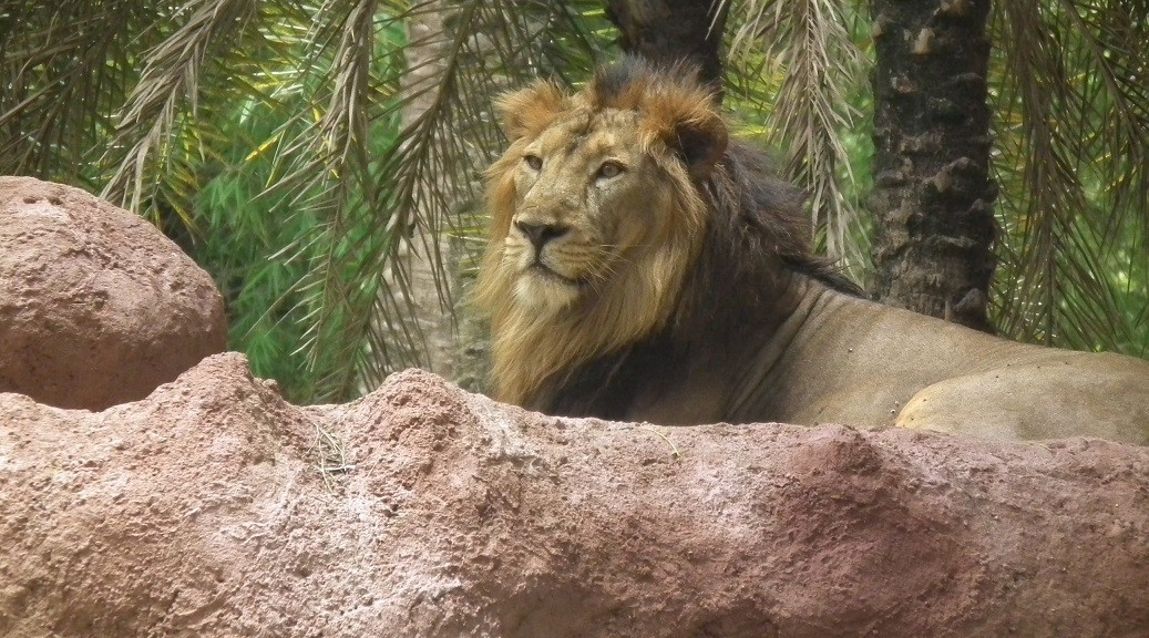 Ocho leones dieron positivo de covid-19 en India | Internacionales