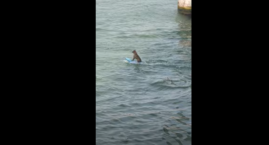 Un perro surfea detrás de una lancha en las playas de México | Curiosidades