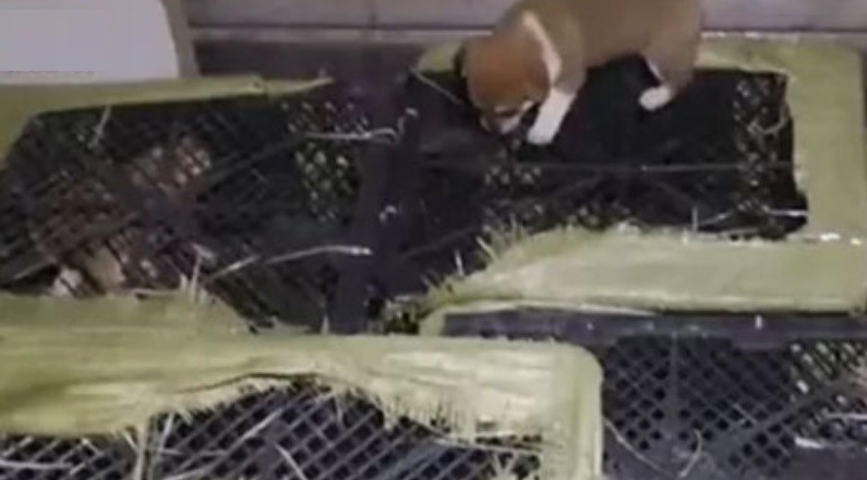 Polémica por regalos de cajas sorpresa con mascotas dentro: varios murieron | Internacionales