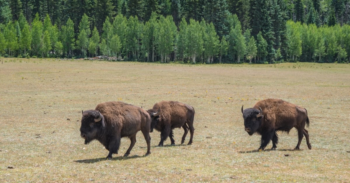 Parque Natural otorgará permisos para matar a 12 bisontes: se anotaron 45.000 personas | Internacionales