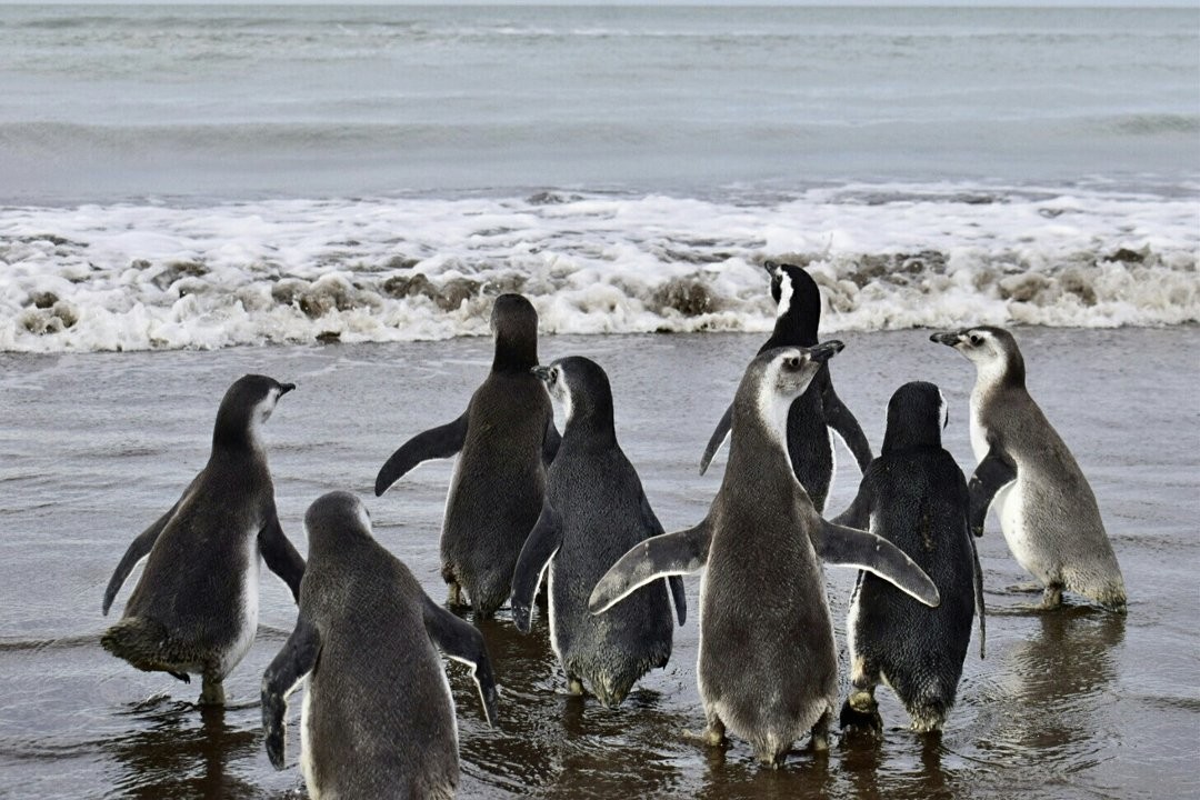 Se realizó la primera liberación de pingüinos magallánicos en Monte Hermoso | Actualidad