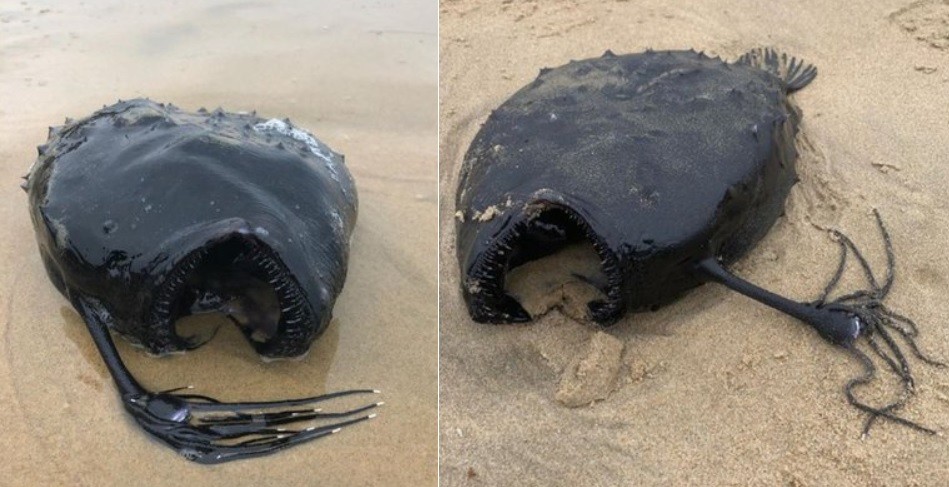Paseaba por la playa y encontró una rara critatura marina | Curiosidades