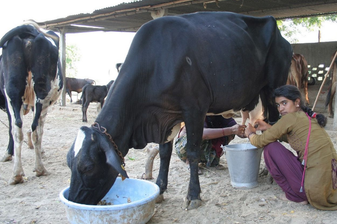 India, advertencia médica por el uso de estiércol de vaca para combatir el COVID19 | Internacionales