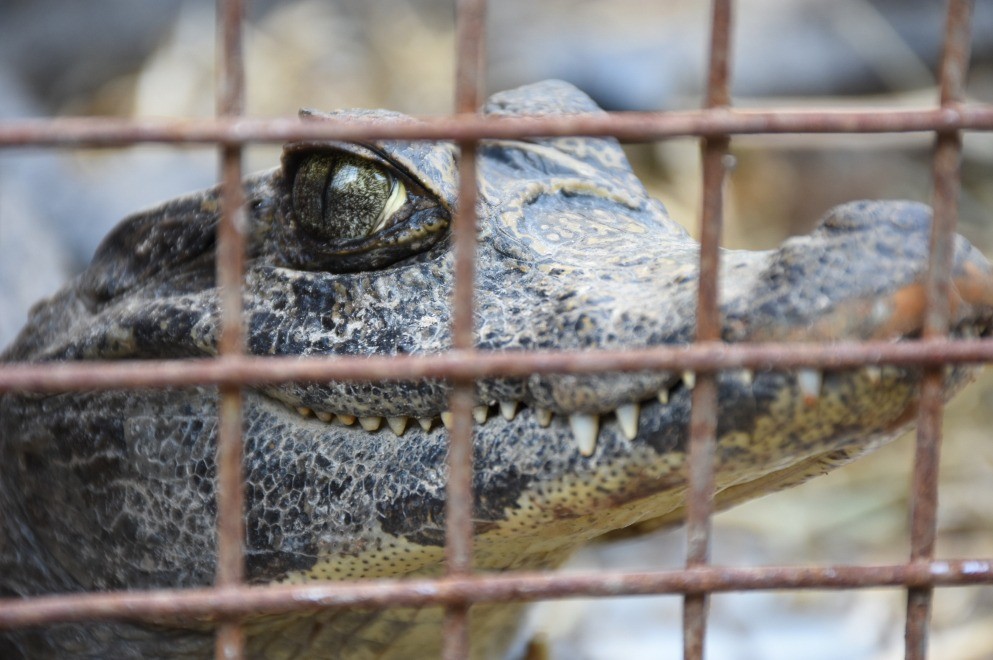 Trasladan a cuatro yacarés overos a Santa Fe | Córdoba
