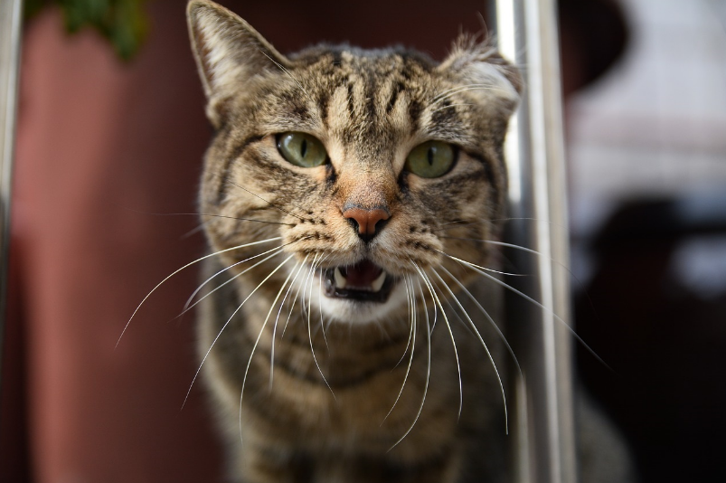 Una mujer murió por rabia, luego de ser mordida por un gato callejero | Actualidad