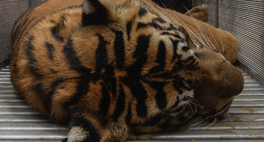 Sacrificaron a los dos tigres que mataron a un cuidador en un zoológico | Internacionales