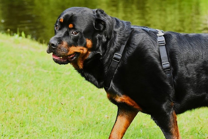 Murió un bebé de 10 meses que fue atacado por rottweilers | Internacionales