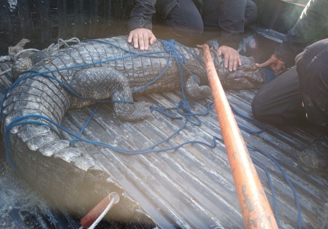 Arroyo Seco: rescataron impresionante yacaré negro de dos metros de longitud | Actualidad